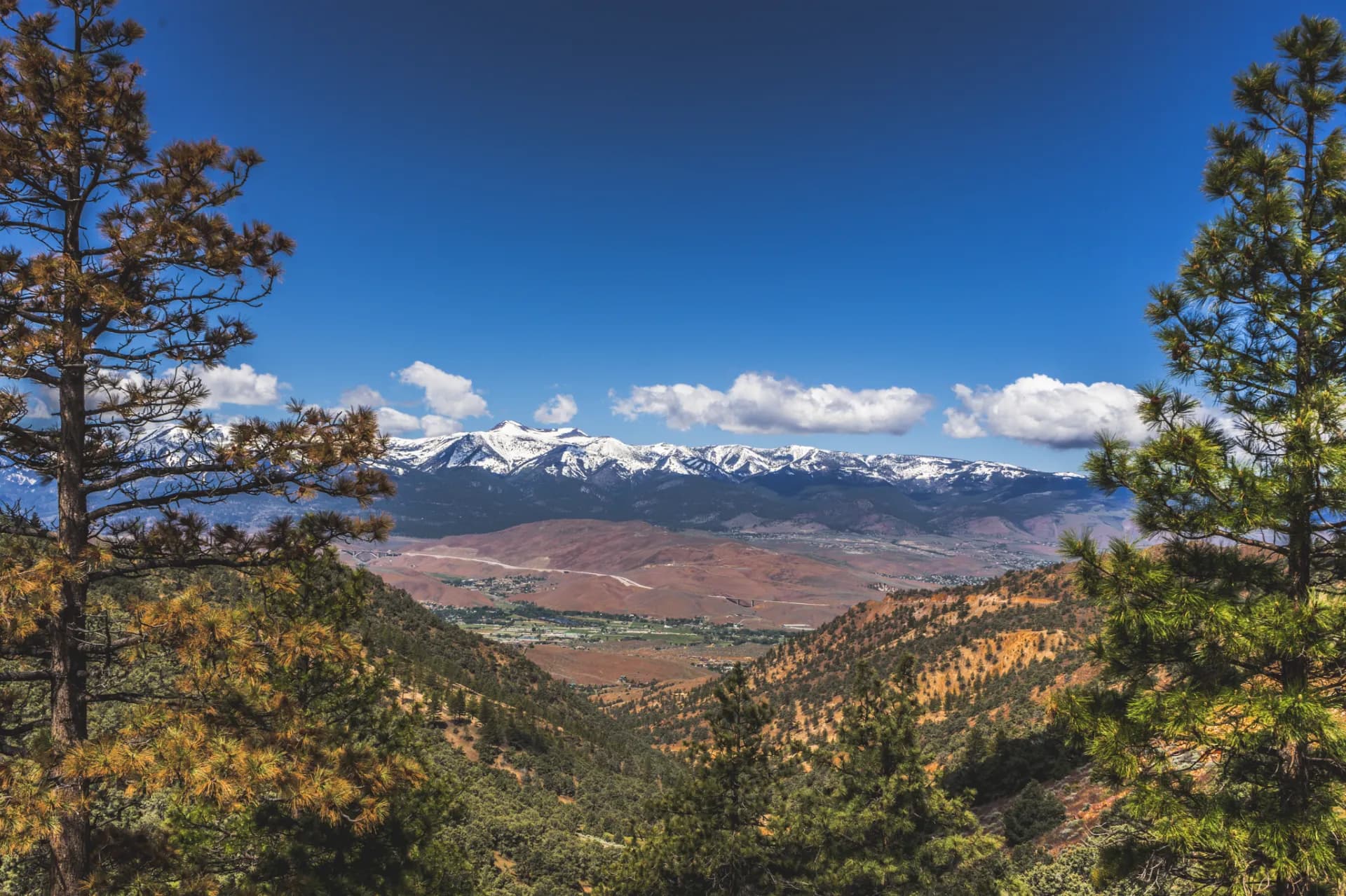 Snow-capped Sierra peaks above pine forest — defensible space for Tahoe rental owners