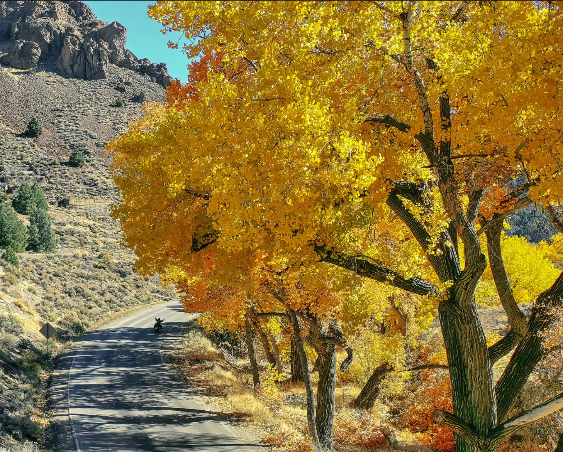 Autumn cottonwoods in Six Mile Canyon in the high desert near Carson City, Nevada